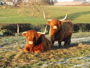 Distinctive Highland Cattle. Highland cows near Kittochside, Scotland.