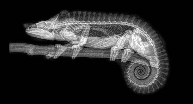 Oddly Beautiful X-Ray Images of Animals Taken During Their Annual Checkups at the Oregon Zoo