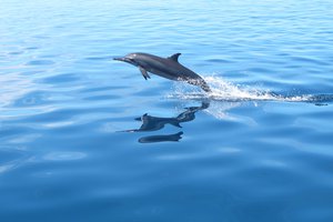 A  spinner dolphin - Stenella longirostris - Maldives.