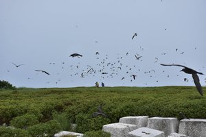 This June 2018 photo provided by the U.S. Fish and Wildlife Service shows birds at Johnston Atoll within the Pacific Remote Islands Marine National Monument.