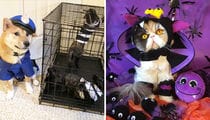 TMZ's Pet Costume Photo Gallery -- Scary Good!