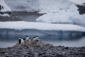 Gentoo penguins stand on rocks near the Chilean station Bernardo O'Higgins, Antarctica. Here on the Antarctic peninsula, where the continent is warming the fastest because the land sticks out in the warmer ocean