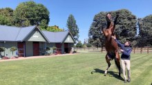 A trainer walks a horse through a yard. The horse is on his hind legs.