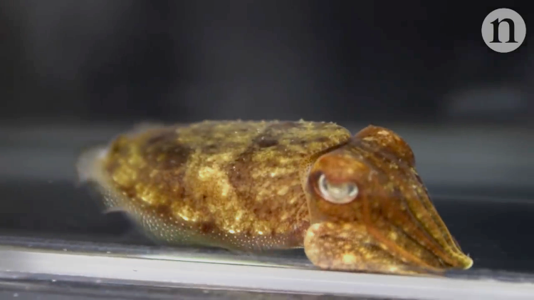 How Cuttlefish Use What They See to Activate Camouflaging Pigment Cells to Hide in Plain Sight