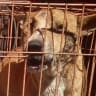 1 million signatures given to consul-general in bid to end Indonesia's dog-meat trade