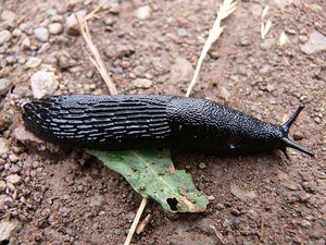 File - Black Slug (Arion ater) on rotting vegetation