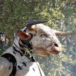 A Giant Mechanical Minotaur and Enormous Spider Invade the Streets of Toulouse, France for Three Days