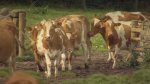 Cows and ice cream