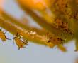 yellow aphids