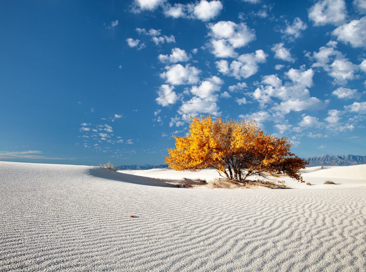 One short, wide tree showing bright yellow leaves stands on the slope of a wide, white sand dune under a bright blue sky.