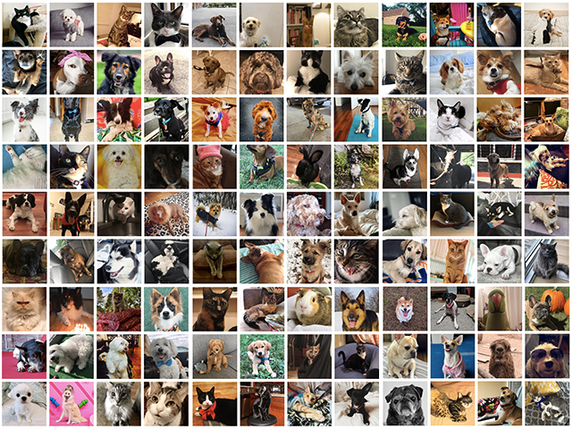 Don't Forget To Vote For NYC's Cutest Pet!