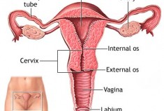 Do Asian Women Have The Smallest Vaginas?