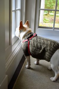 Here is Creme Brulee in an olive Cable Knit Sweater and her Step-In Harness also from my collection.