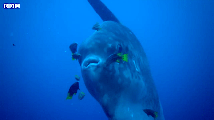 An Enormous Ocean Sunfish Gets a Full Body Cleaning Using Fish That Happily Nibble Parasites Off Its Skin