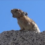 A Pika Channels Freddie Mercury's Audience Vocal Call and Response in an Amusing Mashup