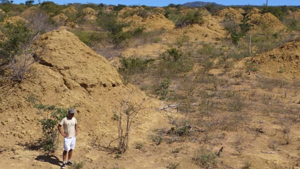 4000-year-old, UK-sized network of termite mounds discovered in Brazil