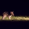 Juvenile quolls at Booderee spotted outside the pouch for the first time