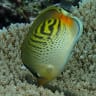 Coral bleaching changed 'rules of engagement' for feisty butterflyfish