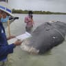 Dead whale had 115 plastic cups, 2 flip-flops in its stomach