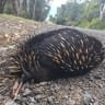 10 million animals a year die from tree clearing in NSW, report finds