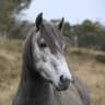 Top scientists blast NSW government over brumbies