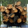 Bush turns its back on support for logging native forests