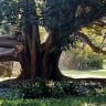 'What a roar!': Giant fig tree partially collapses at UWA