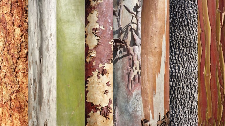 Eucalypt bark (from left), C. peltata, E. tereticornis, C. torelliana, E. erythronema, E. platyphylla, E. campaspe, C. tessellaris, E. websteriana.