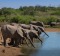 There are plenty of interesting creatures to see at Madikwe Game Reserve, South Africa.