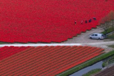 People work in tulip fields surrounding Keukenhof spring garden, in Lisse, some 20 kilometers form Amsterdam, ...
