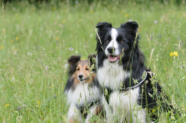 Shetland Sheepdog - Companion and Herding Dog