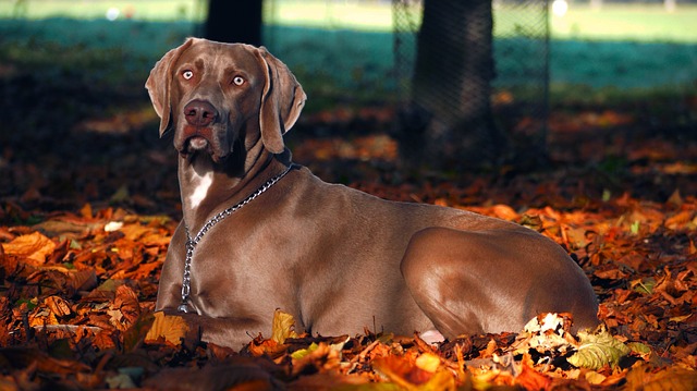 Weimaraner, The Silver Shadow