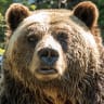 Trapper shot bear then found it had killed his family