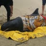 Six whales refloated after stranding on New Zealand beach