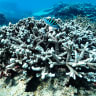 Great Barrier Reef bleaching risks rise with huge heatwave