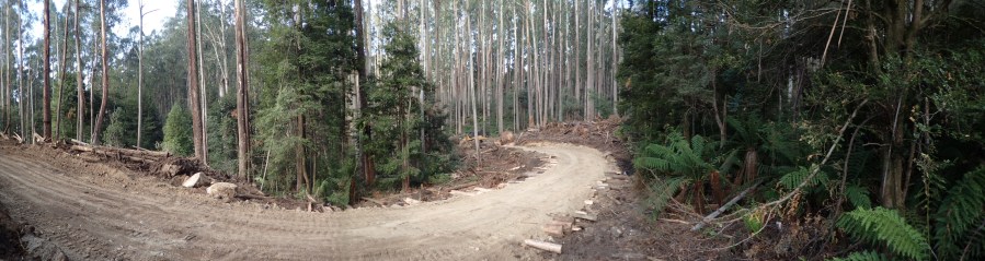 Logging impacts on Cool Temperate Rainforest stand (Royston Range, Rubicon Forest)_01