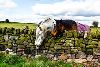 The Art of Dry-Stone Walling in Derbyshire, England