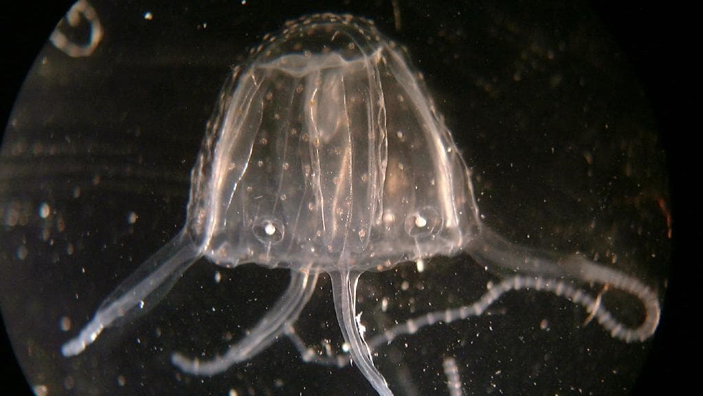 Irukandji jellyfish stings are likely to have caused the deaths of two French tourists, medical experts say.