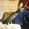 Snake bites Queensland woman while she sleeps