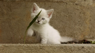 2nd frame only in kitten_fighting GIF