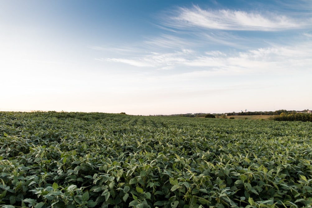 Soybeans growing in a field outside Lincoln, Nebraska, one of many crops whose nutrient content is shifting as a result of rising carbon dioxide levels. | Geoff Johnson for POLITICO