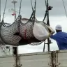 Japan to resume commercial whaling.