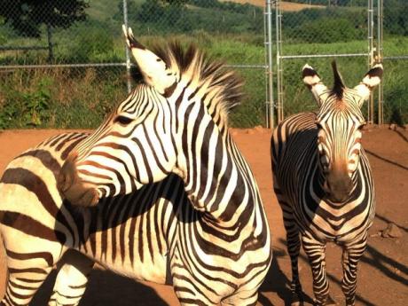 Zebras at SCBI