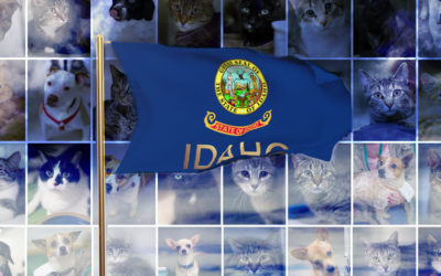 Pet Insurance in Idaho