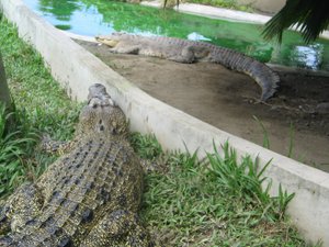 Saltwater Crocodile - Davao Crocodile Park - Davao City - Philippines