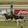 Weighting game: Legendofoz, right, will be under a big impost when he contests the penultimate race at Tamworth on Thursday.