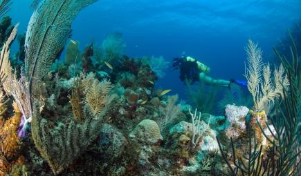 Underwater researcher swims by coral reefs 