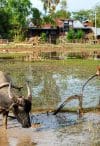 A child ploughing the land with a water buffalo in Don Det, Si Pan Don, Laos