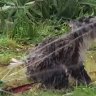 Thirsty Koala gets sprinkler relief