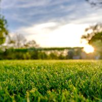 The most common mistake home owners make with their lawns